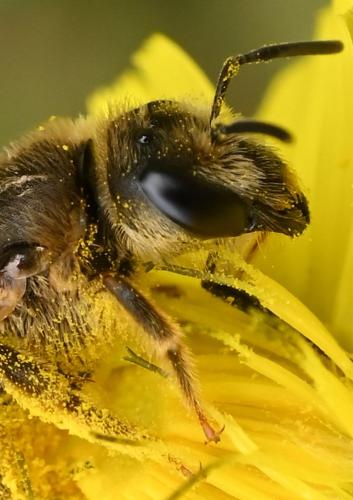 Réf. 339 227 : Halictus (cochlearitarsis-fulvipes)